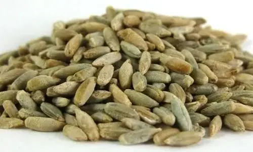 British Rye Grain for colourful flavour