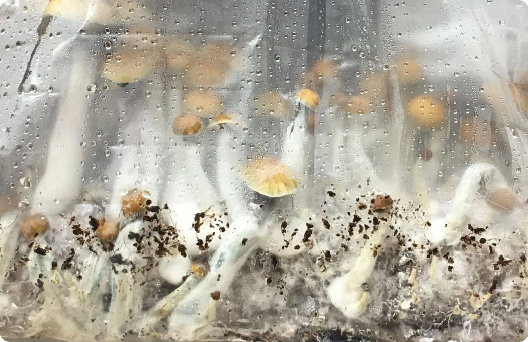 Lightbags mushroom growing kits