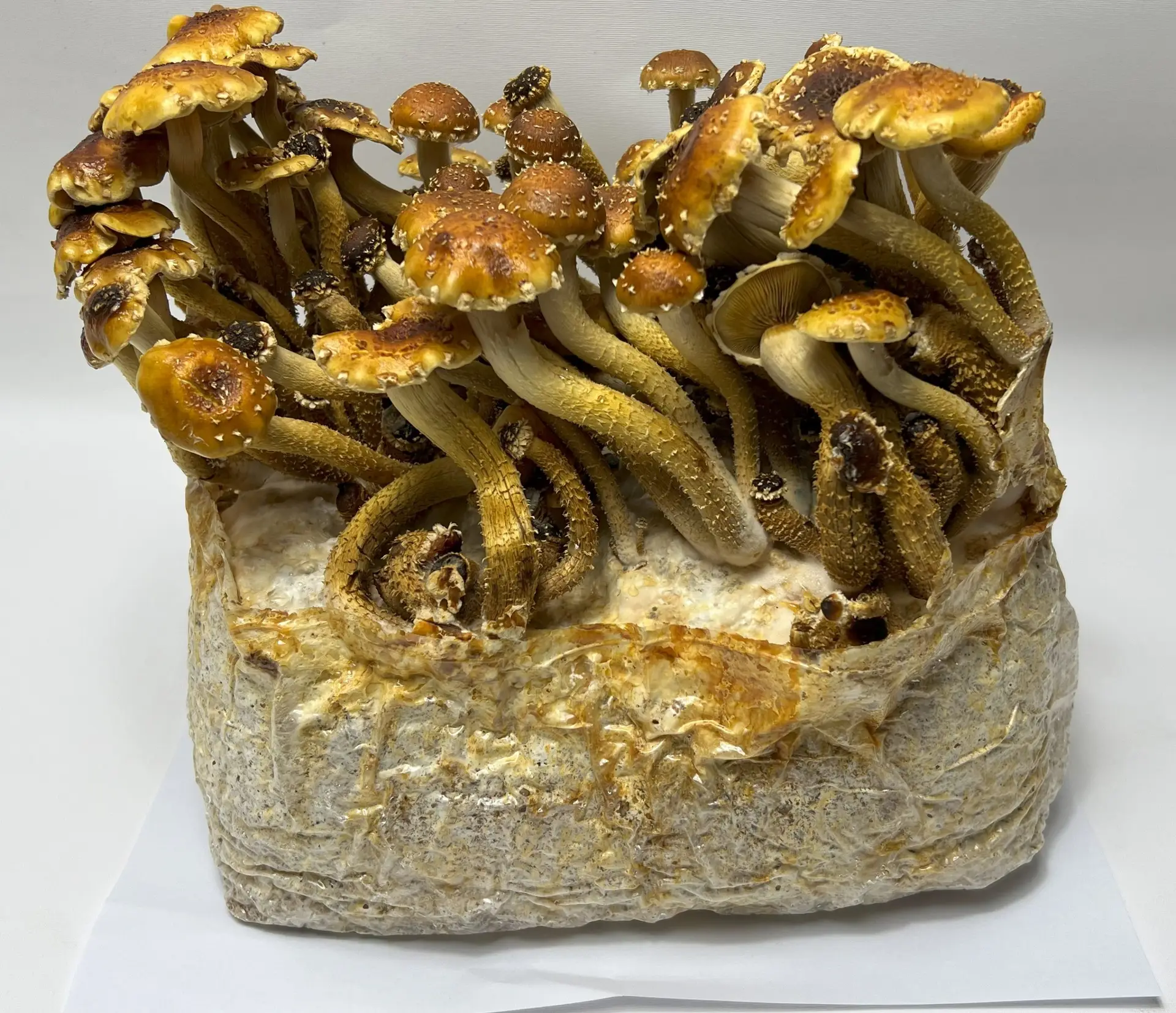 Chestnut Liquid Culture Syringe Chestnut Liquid Culture Syringe