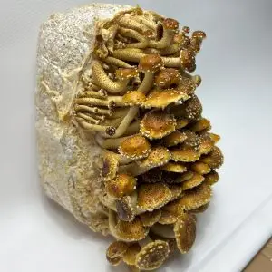 Chestnut Liquid Culture Syringe Chestnut Liquid Culture Syringe