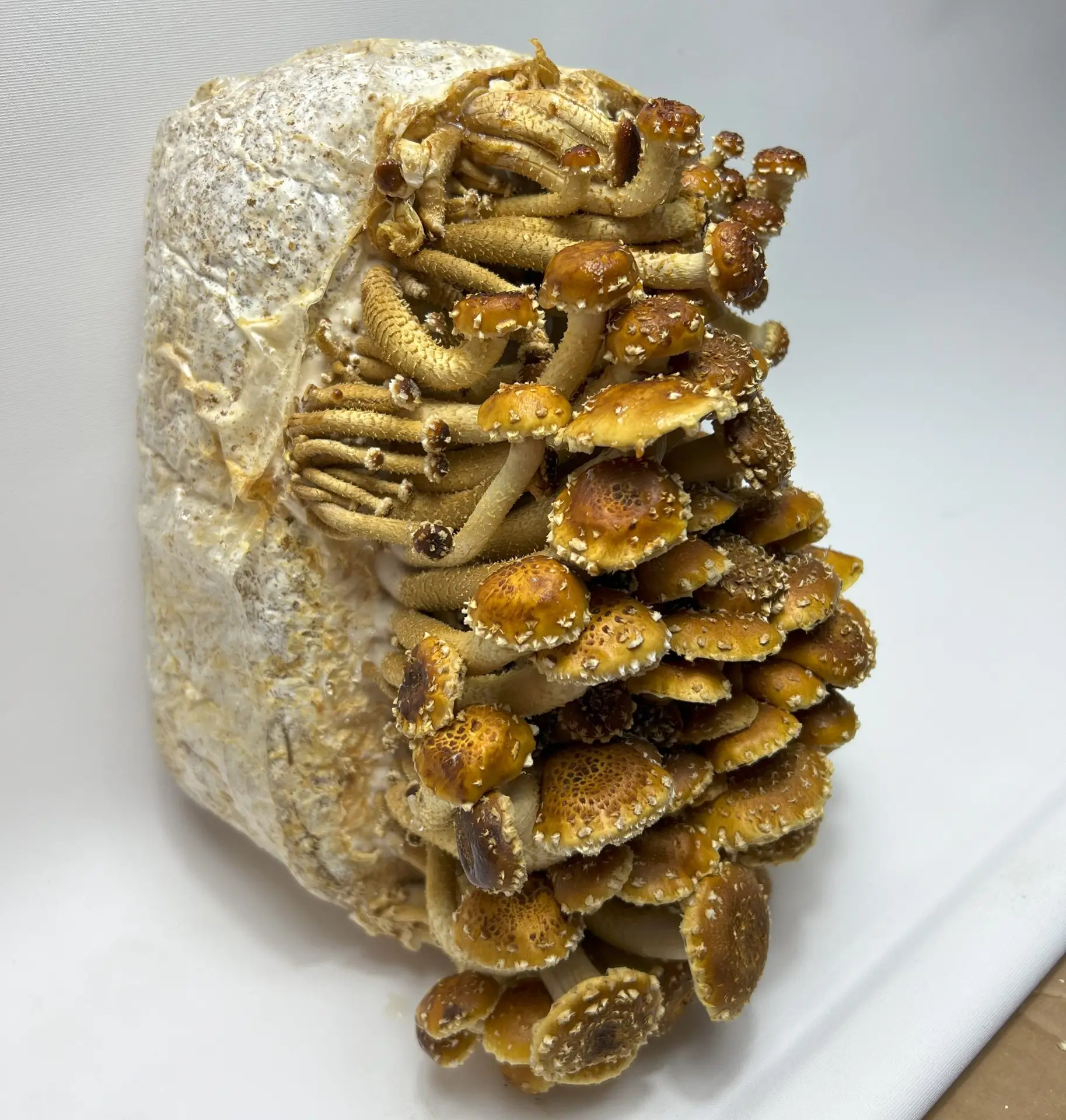 Chestnut Liquid Culture Syringe Chestnut Liquid Culture Syringe