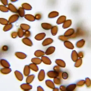 Magic mushroom spores in solution