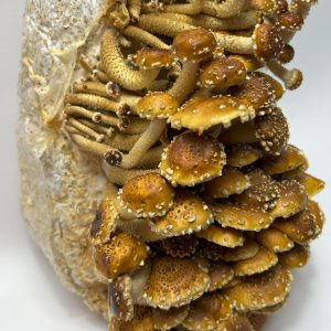 Chestnut Liquid Culture Syringe Chestnut Liquid Culture Syringe