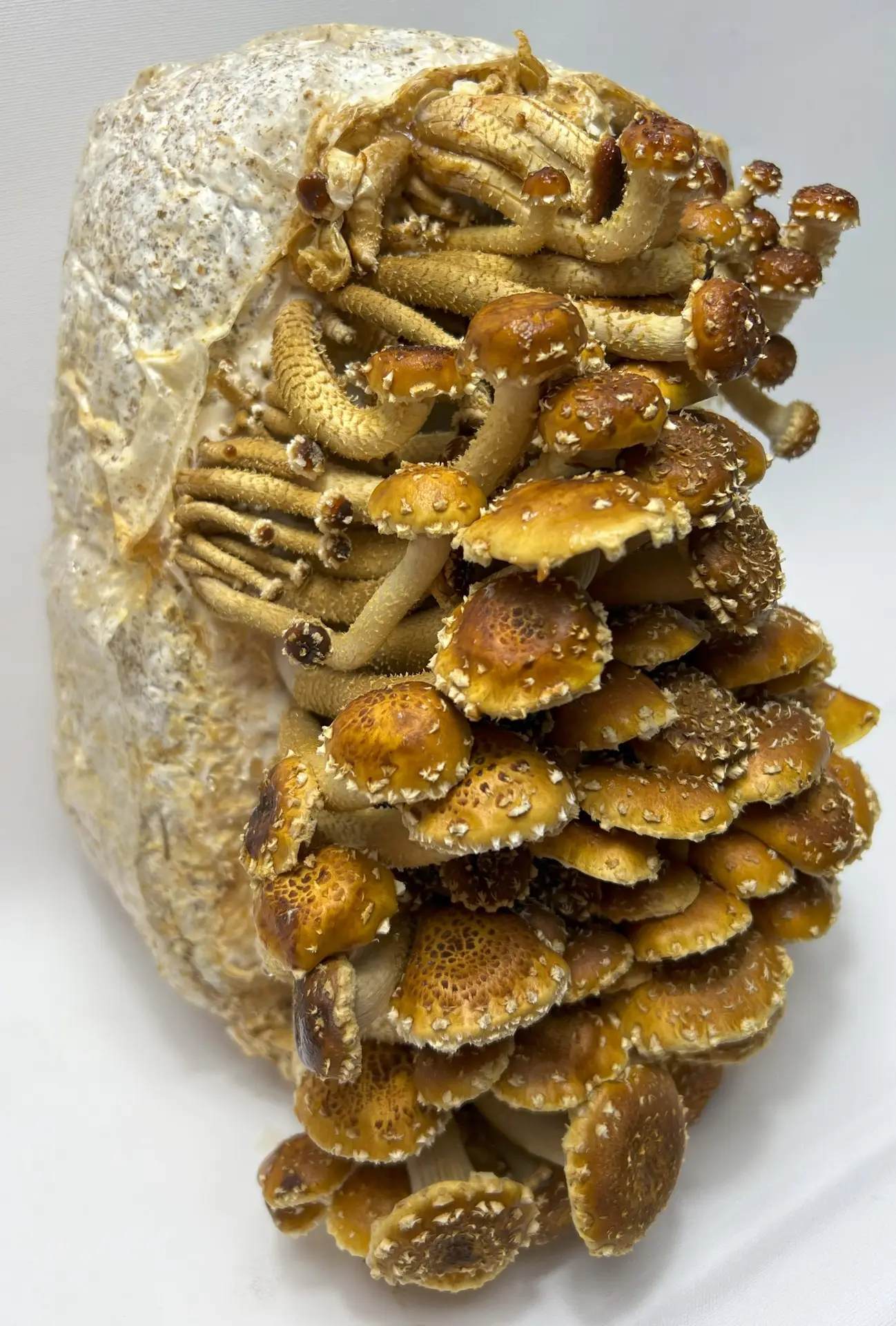 Chestnut Liquid Culture Syringe Chestnut Liquid Culture Syringe