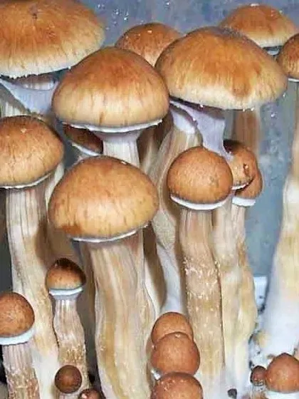 spore_buddies spore_buddies