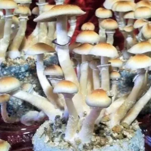 spore_buddies spore_buddies