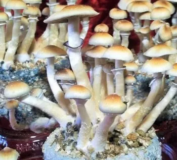 spore_buddies spore_buddies