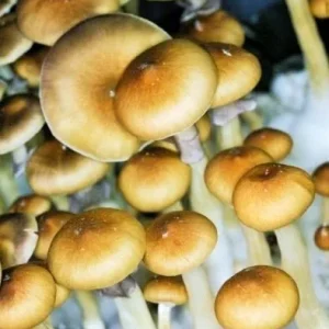 spore_buddies spore_buddies