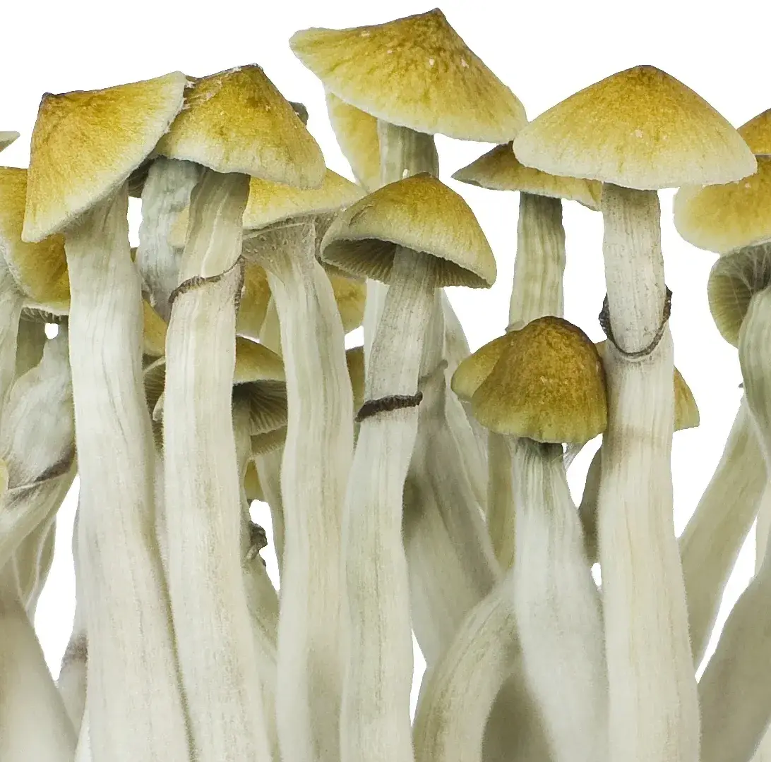 High-Quality B+ Magic Mushroom Spores with Fast UK Delivery High-Quality B+ Magic Mushroom Spores with Fast UK Delivery