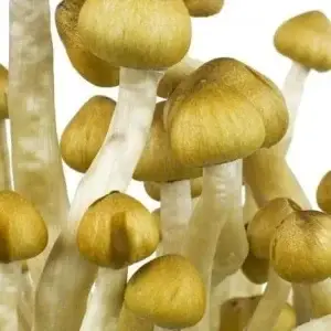 PES Amazonian Spore Syringe PES Amazonian Spore Syringe