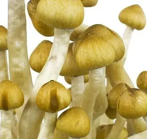 PES Amazonian Spore Syringe PES Amazonian Spore Syringe