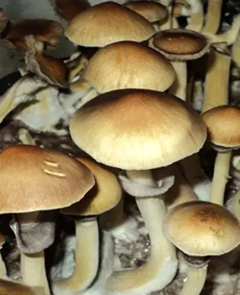 Creeper Spore Syringes Creeper Spore Syringes