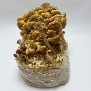 Chestnut Liquid Culture Syringe Chestnut Liquid Culture Syringe