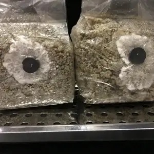 Brown rice flour bag. Mushroom Substrate, Pf Tek BRF Brown rice flour bag. Mushroom Substrate, Pf Tek BRF