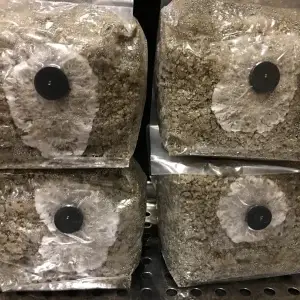 Brown rice flour bag. Mushroom Substrate, Pf Tek BRF Brown rice flour bag. Mushroom Substrate, Pf Tek BRF