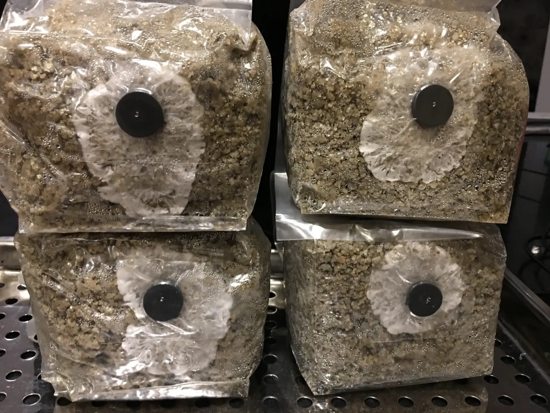 Brown rice flour bag. Mushroom Substrate, Pf Tek BRF Brown rice flour bag. Mushroom Substrate, Pf Tek BRF