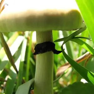 Xico Spore Syringe Xico Spore Syringe