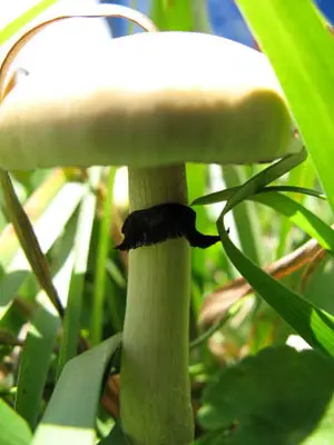 Xico Spore Syringe Xico Spore Syringe