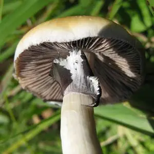 Xico Spore Syringe Xico Spore Syringe