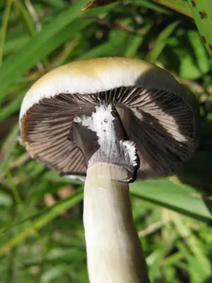 Xico Spore Syringe Xico Spore Syringe