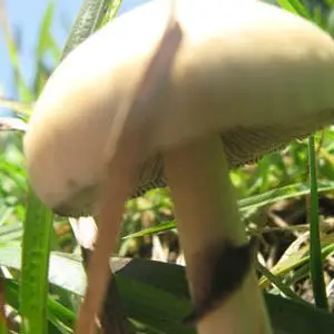 Psilocybe cubensis spore syringe Psilocybe cubensis spore syringe