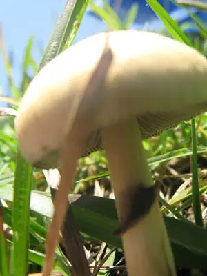 Psilocybe cubensis spore syringe Psilocybe cubensis spore syringe