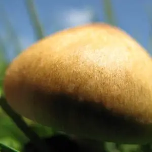 spores syringe uk , Psilocybe cubensis spore syringe spores syringe uk , Psilocybe cubensis spore syringe