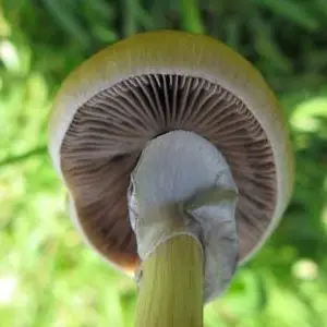 spores syringe uk , Magic mushroom spore syringe spores syringe uk , Magic mushroom spore syringe