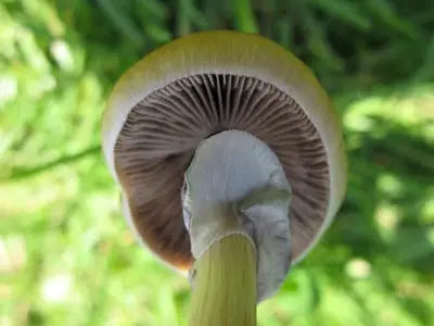 spores syringe uk , Magic mushroom spore syringe spores syringe uk , Magic mushroom spore syringe