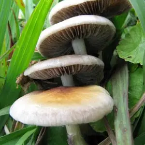 spores syringe uk , Magic mushroom spore syringe spores syringe uk , Magic mushroom spore syringe