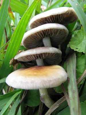 spores syringe uk , Magic mushroom spore syringe spores syringe uk , Magic mushroom spore syringe