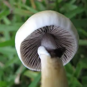 spores syringe uk , Xico Spore Syringe spores syringe uk , Xico Spore Syringe