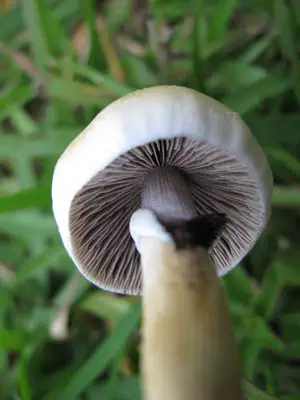 spores syringe uk , Xico Spore Syringe spores syringe uk , Xico Spore Syringe