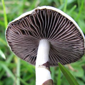 spores syringe uk , Close-Up of Mushroom Gills for Cultivation and Identification spores syringe uk , Close-Up of Mushroom Gills for Cultivation and Identification