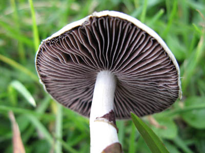 spores syringe uk , Close-Up of Mushroom Gills for Cultivation and Identification spores syringe uk , Close-Up of Mushroom Gills for Cultivation and Identification