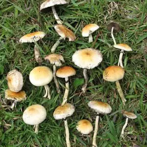 spores syringe uk , Mushrooms Selected for Color in Cultivation Process spores syringe uk , Mushrooms Selected for Color in Cultivation Process