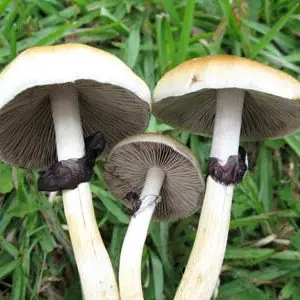 spores syringe uk , Mushrooms Selected for Size in Cultivation Process spores syringe uk , Mushrooms Selected for Size in Cultivation Process