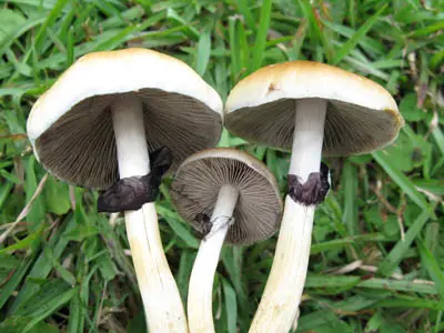 spores syringe uk , Mushrooms Selected for Size in Cultivation Process spores syringe uk , Mushrooms Selected for Size in Cultivation Process