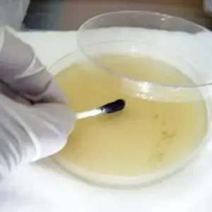 Magic Mushroom Spore Swabs for Agar Plates – Buy in the UK with Fast Shipping Magic Mushroom Spore Swabs for Agar Plates – Buy in the UK with Fast Shipping