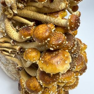 Chestnut Liquid Culture Syringe Chestnut Liquid Culture Syringe