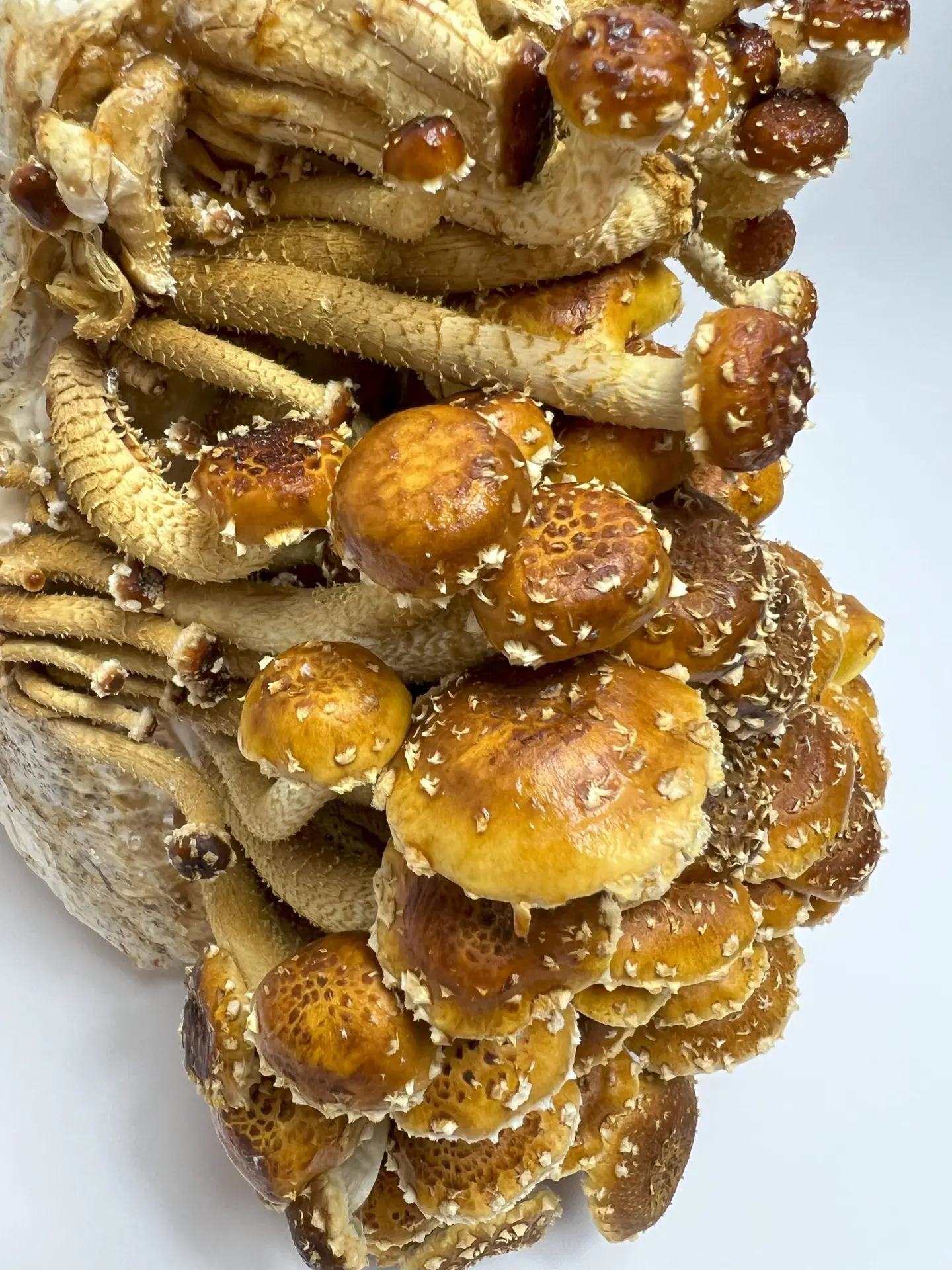 Chestnut Liquid Culture Syringe Chestnut Liquid Culture Syringe