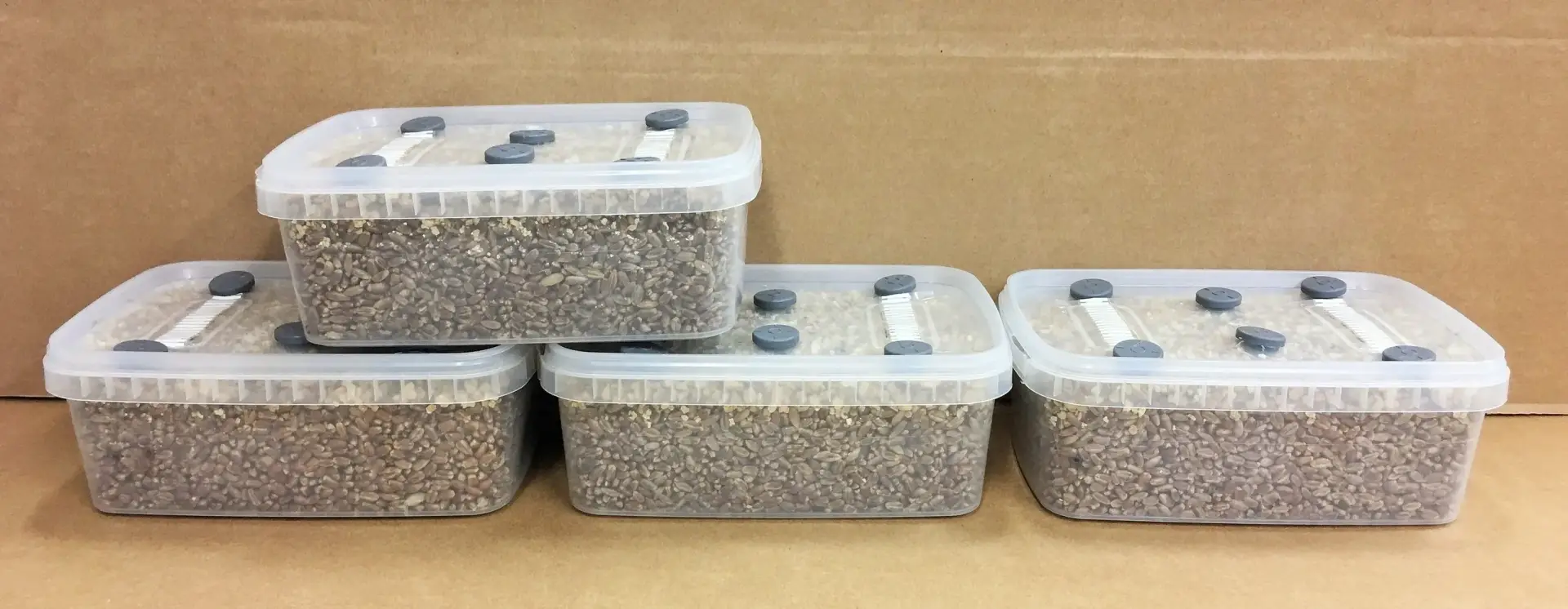 Simplici-kit Mushroom Grow Kit Simplici-kit Mushroom Grow Kit