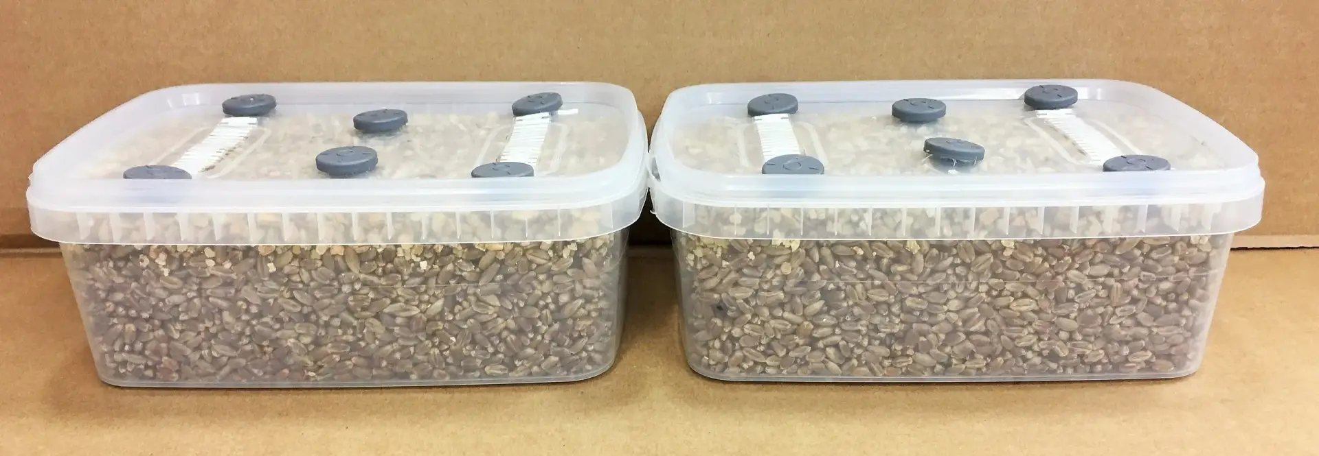 Simplici-kit Mushroom Grow Kit Simplici-kit Mushroom Grow Kit