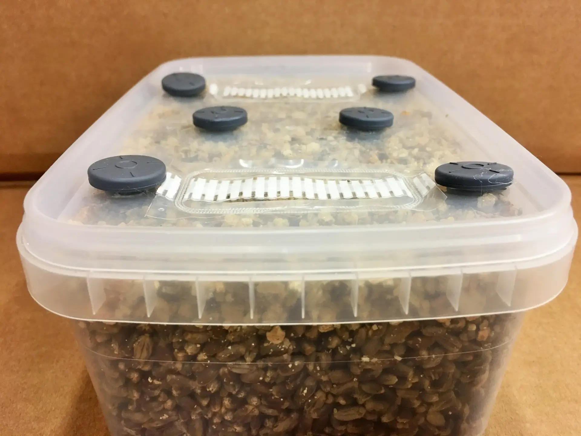 Simplici-kit Mushroom Grow Kit Simplici-kit Mushroom Grow Kit