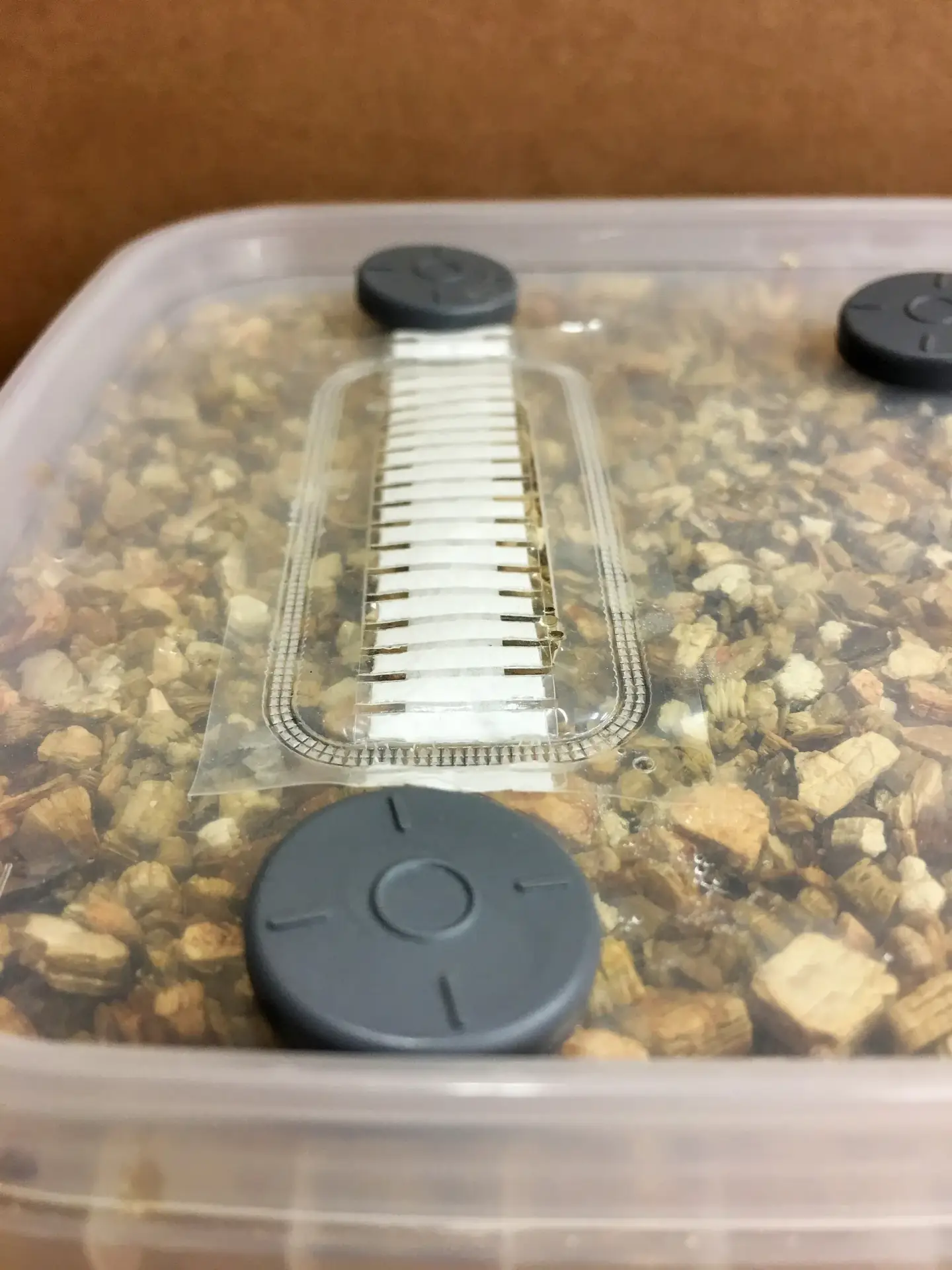 Simplici-kit Mushroom Grow Kit Simplici-kit Mushroom Grow Kit