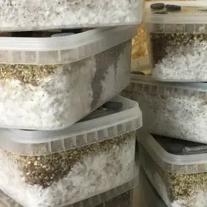 Simplici-kit Mushroom Grow Kit Simplici-kit Mushroom Grow Kit