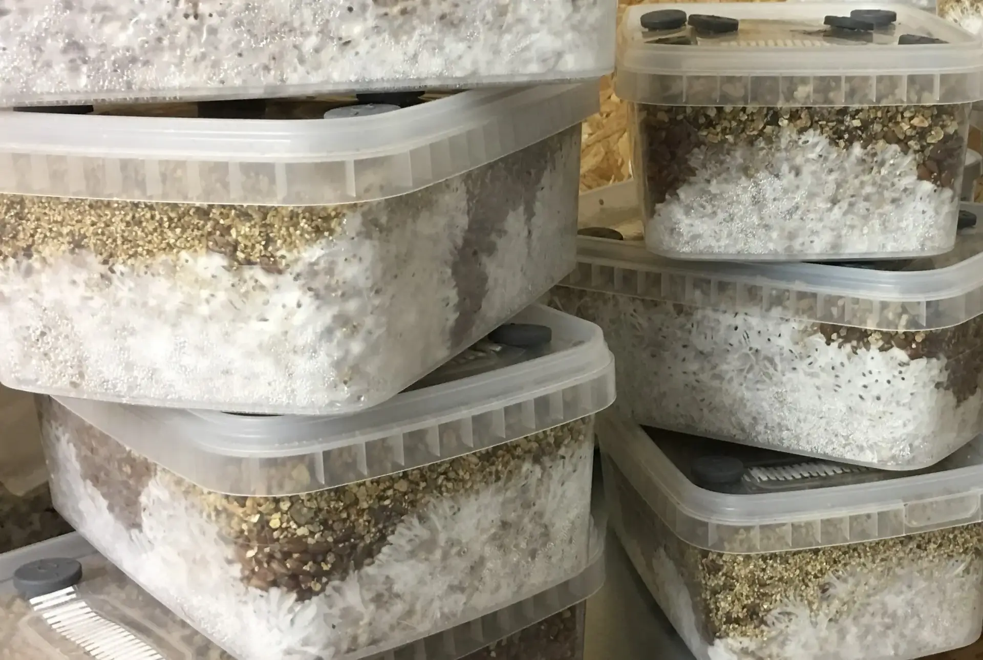 Simplici-kit Mushroom Grow Kit Simplici-kit Mushroom Grow Kit