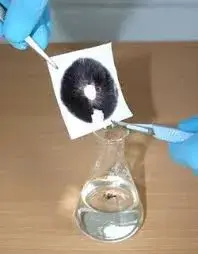 B+ Spore Syringe B+ Spore Syringe