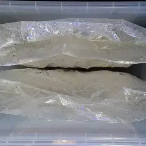 Digital mushroom incubation chamber (GrowBuddie60) Digital mushroom incubation chamber (GrowBuddie60)