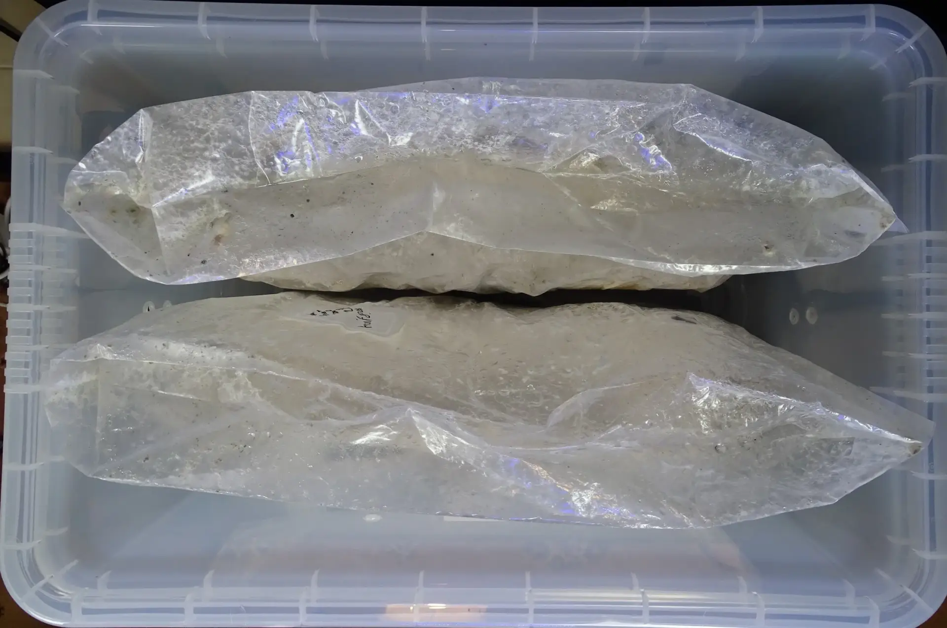 Digital mushroom incubation chamber (GrowBuddie60) Digital mushroom incubation chamber (GrowBuddie60)